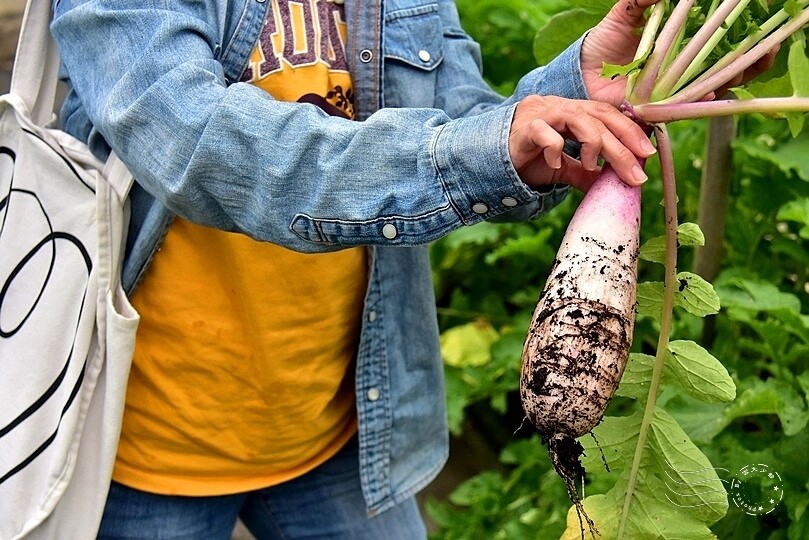 苗栗卓蘭【福德蔬果農園】採摘蔬果趣味體驗