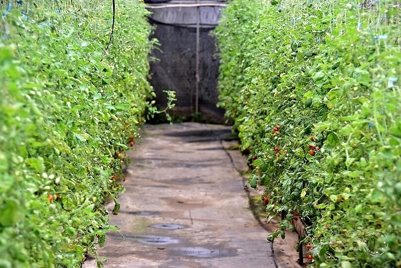 苗栗卓蘭【福德蔬果農園】採摘蔬果趣味體驗