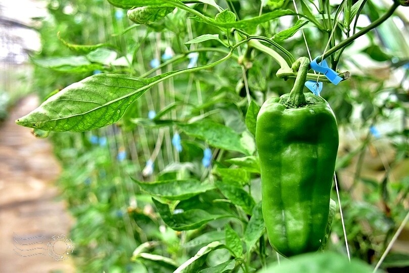 苗栗卓蘭【福德蔬果農園】採摘蔬果趣味體驗