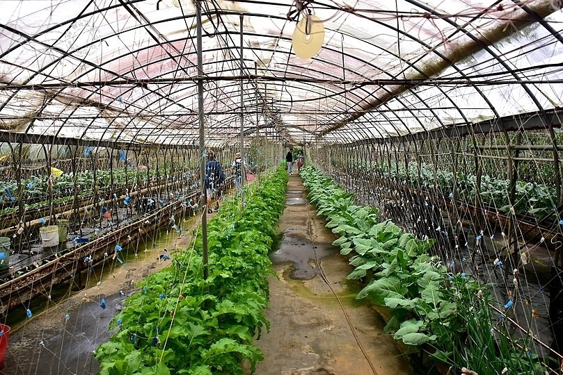 苗栗卓蘭【福德蔬果農園】採摘蔬果趣味體驗