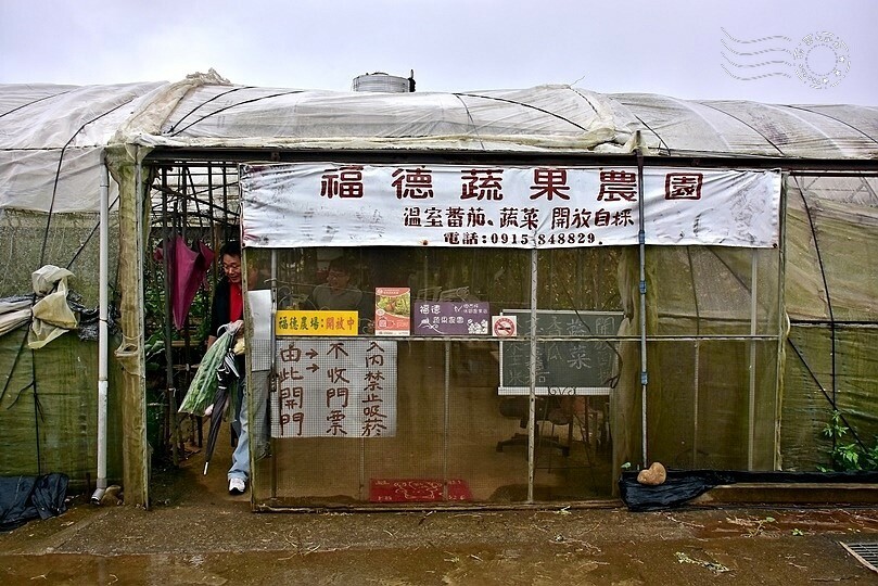 苗栗卓蘭【福德蔬果農園】採摘蔬果趣味體驗