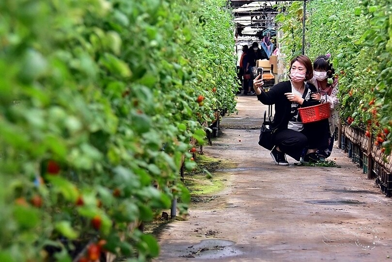 苗栗卓蘭【福德蔬果農園】採摘蔬果趣味體驗