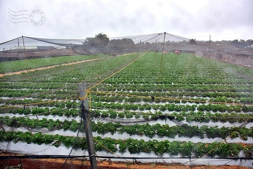 苗栗卓蘭【福德蔬果農園】採摘蔬果趣味體驗