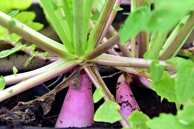 苗栗卓蘭【福德蔬果農園】採摘蔬果趣味體驗