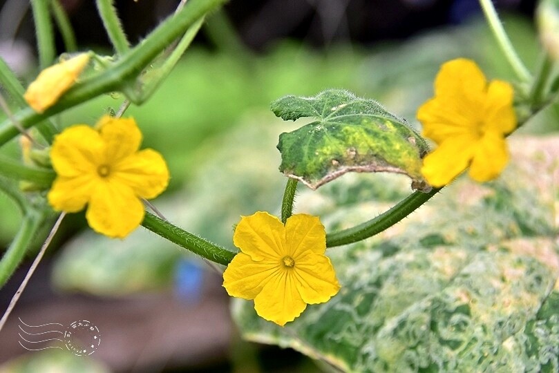 苗栗卓蘭【福德蔬果農園】採摘蔬果趣味體驗