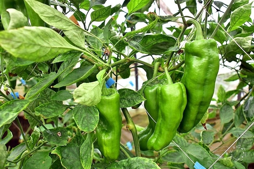 苗栗卓蘭【福德蔬果農園】採摘蔬果趣味體驗