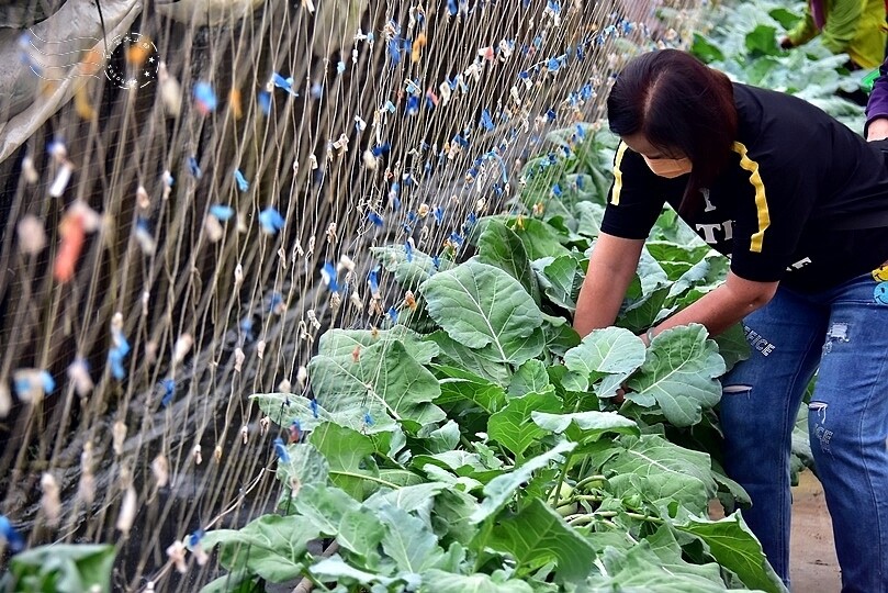 苗栗卓蘭【福德蔬果農園】採摘蔬果趣味體驗
