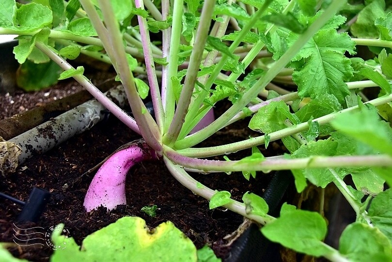 苗栗卓蘭【福德蔬果農園】採摘蔬果趣味體驗