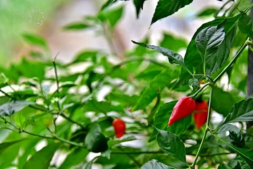 苗栗卓蘭【福德蔬果農園】採摘蔬果趣味體驗