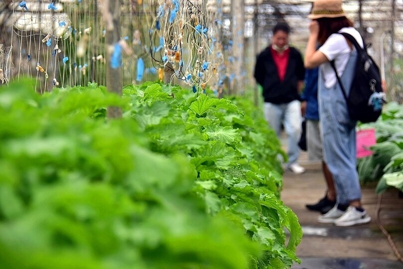 苗栗卓蘭【福德蔬果農園】採摘蔬果趣味體驗