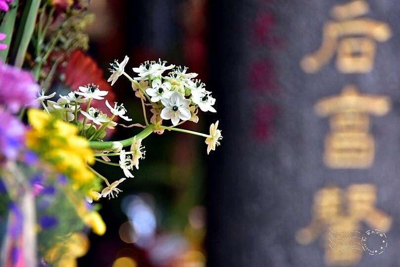 竹南后厝龍鳳宮