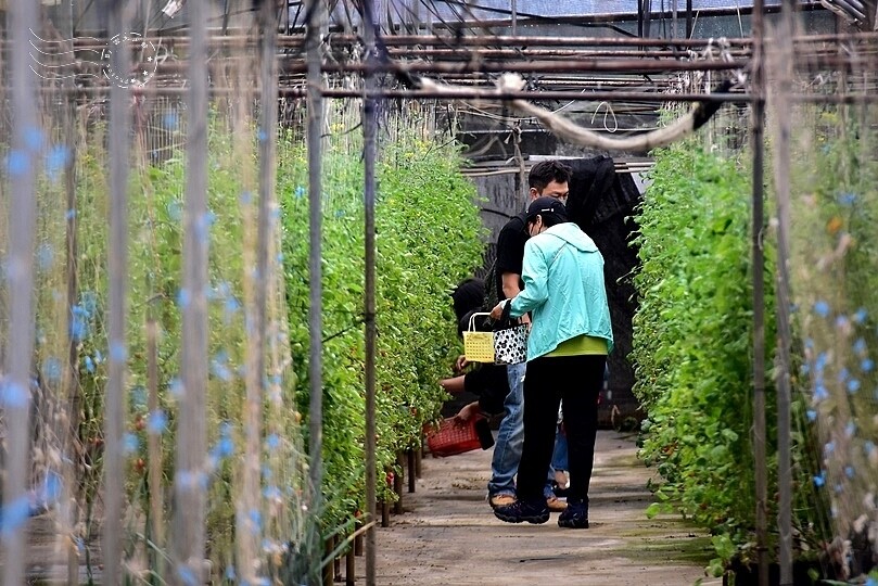 苗栗卓蘭【福德蔬果農園】採摘蔬果趣味體驗