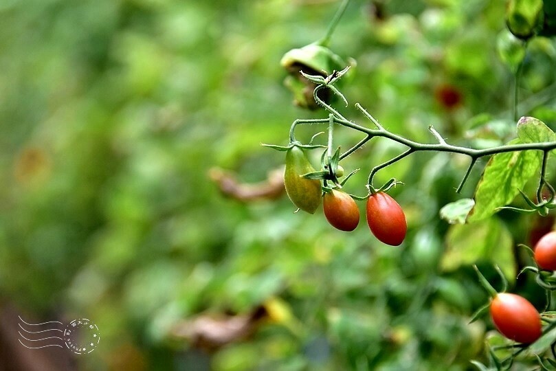 苗栗卓蘭【福德蔬果農園】採摘蔬果趣味體驗
