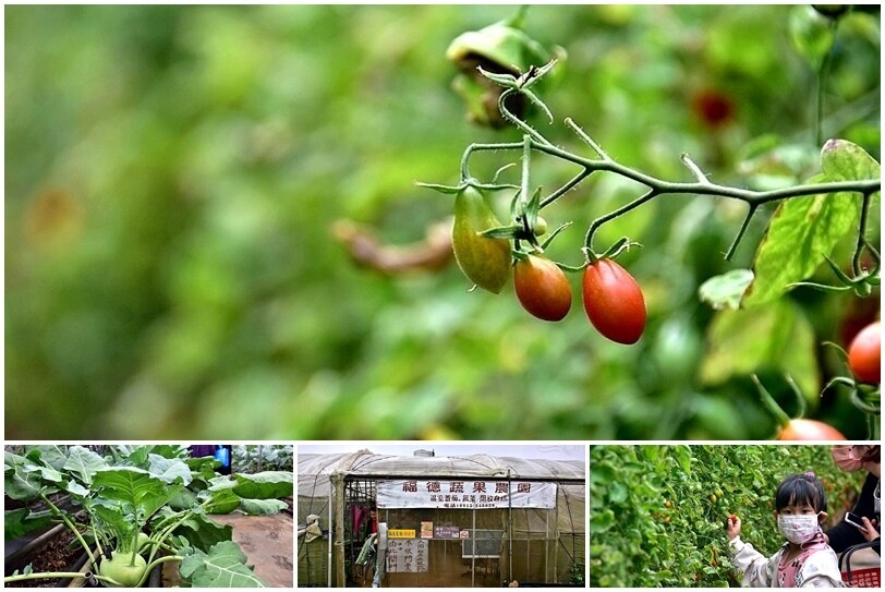 苗栗卓蘭【福德蔬果農園】採摘蔬果趣味體驗