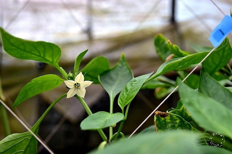 苗栗卓蘭【福德蔬果農園】採摘蔬果趣味體驗