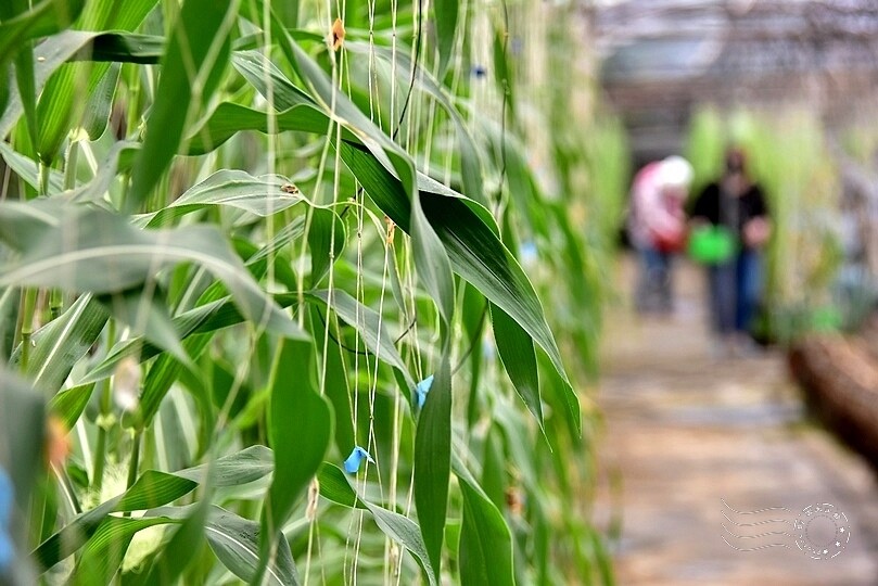 苗栗卓蘭【福德蔬果農園】採摘蔬果趣味體驗
