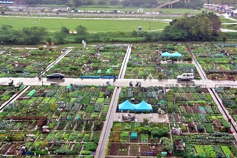 苗栗卓蘭【福德蔬果農園】採摘蔬果趣味體驗