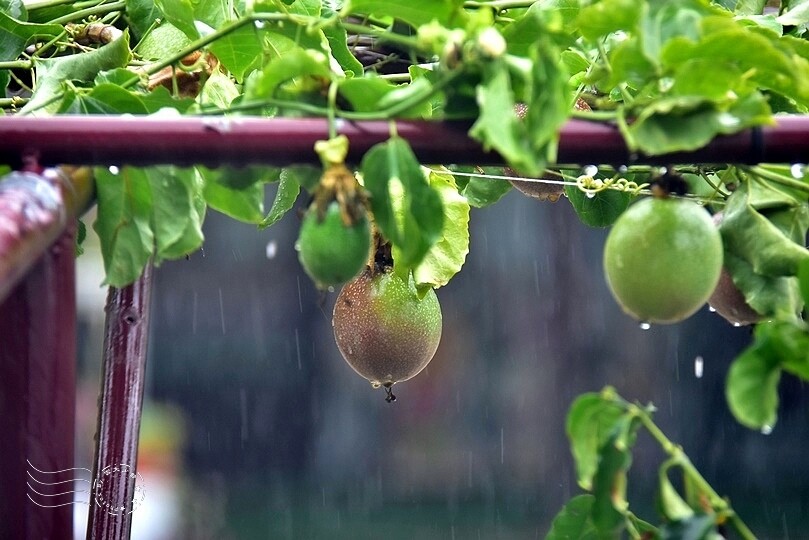 苗栗卓蘭【福德蔬果農園】採摘蔬果趣味體驗