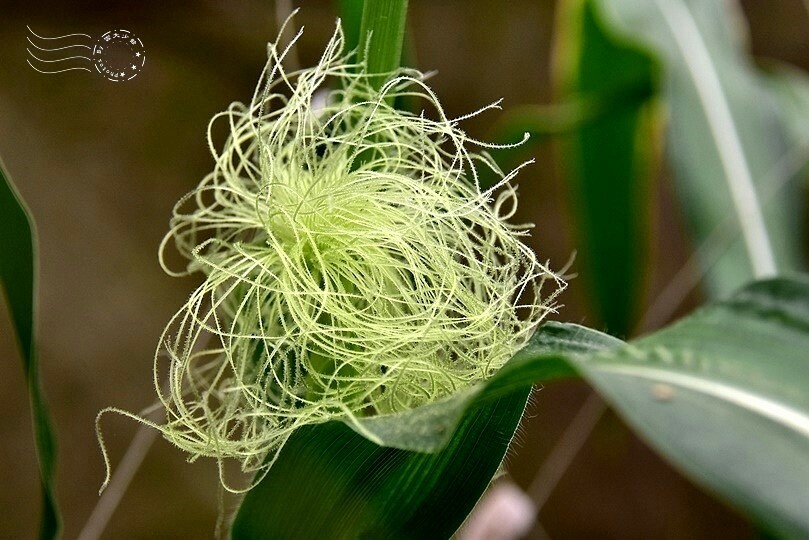 苗栗卓蘭【福德蔬果農園】採摘蔬果趣味體驗