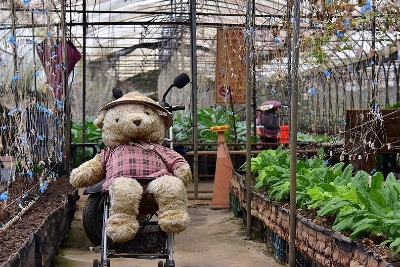 苗栗卓蘭【福德蔬果農園】採摘蔬果趣味體驗