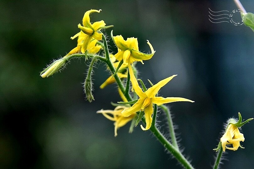 苗栗卓蘭【福德蔬果農園】採摘蔬果趣味體驗