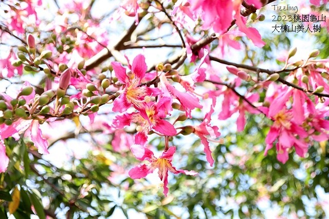 2023桃園龜山大棟山路美人樹、九重葛盛開10/01即時花況