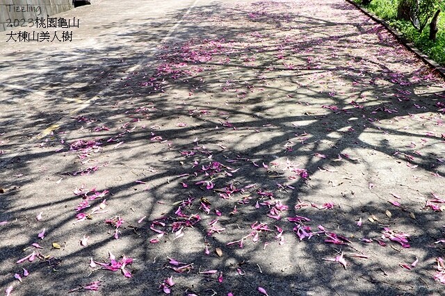 2023桃園龜山大棟山路美人樹、九重葛盛開10/01即時花況