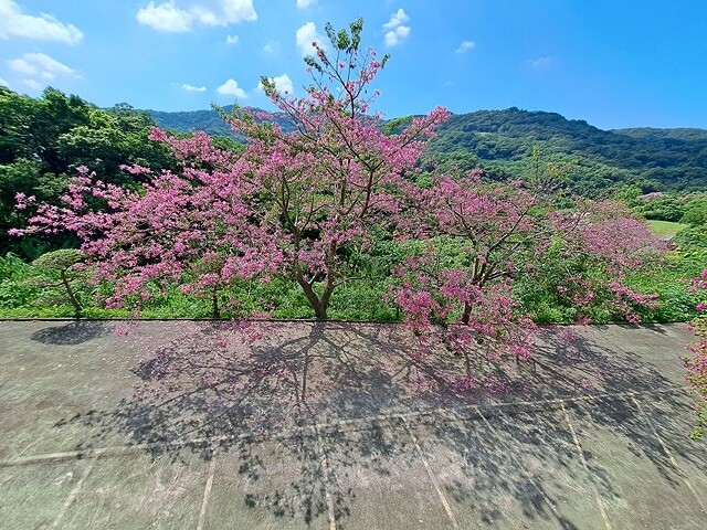 2023桃園龜山大棟山路美人樹、九重葛盛開10/01即時花況