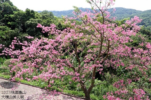 2023桃園龜山大棟山路美人樹、九重葛盛開10/01即時花況