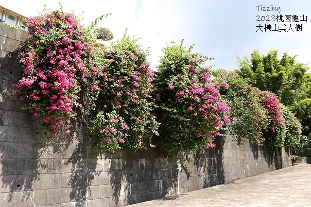 2023桃園龜山大棟山路美人樹、九重葛盛開10/01即時花況