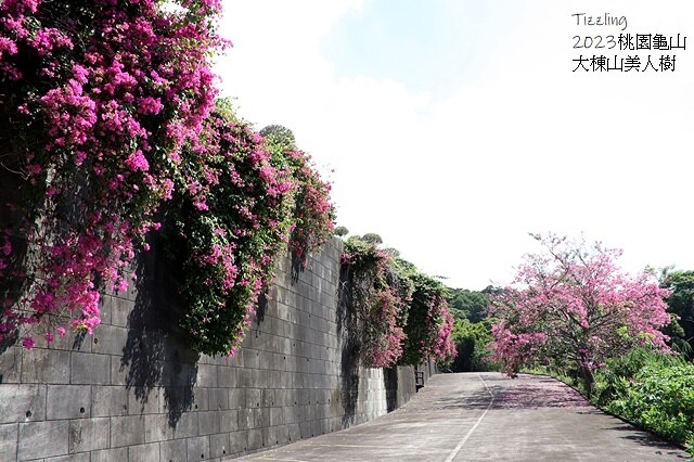 2023桃園龜山大棟山路美人樹、九重葛盛開10/01即時花況