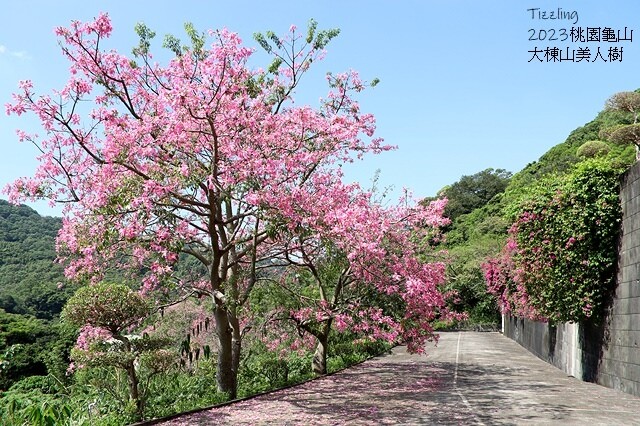 2023桃園龜山大棟山路美人樹、九重葛盛開10/01即時花況