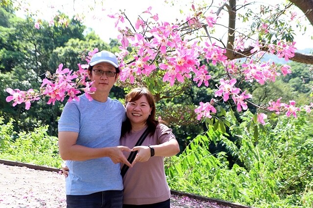 2023桃園龜山大棟山路美人樹、九重葛盛開10/01即時花況