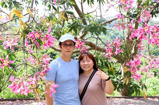 2023桃園龜山大棟山路美人樹、九重葛盛開10/01即時花況