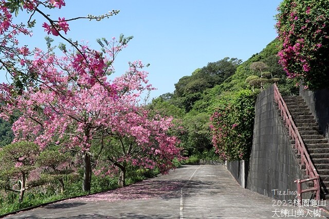 2023桃園龜山大棟山路美人樹、九重葛盛開10/01即時花況