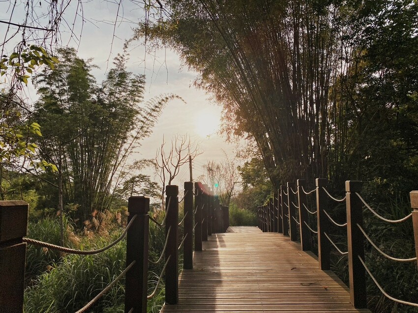 解鎖小百岳：大坑4號步道，相思圓木棧道串成山中遊樂場，最美最難也能輕鬆登頂！