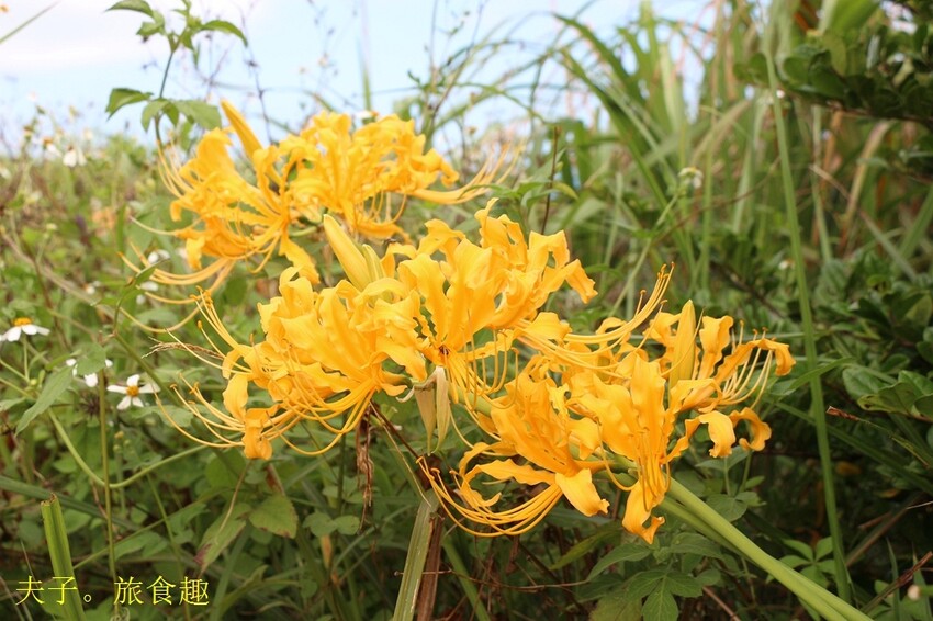 金山萬里 登高 X 泡湯 X 萬里蟹 浪漫暖旅行 金山萬里 登高 X 泡湯 X 萬里蟹 浪漫暖旅行