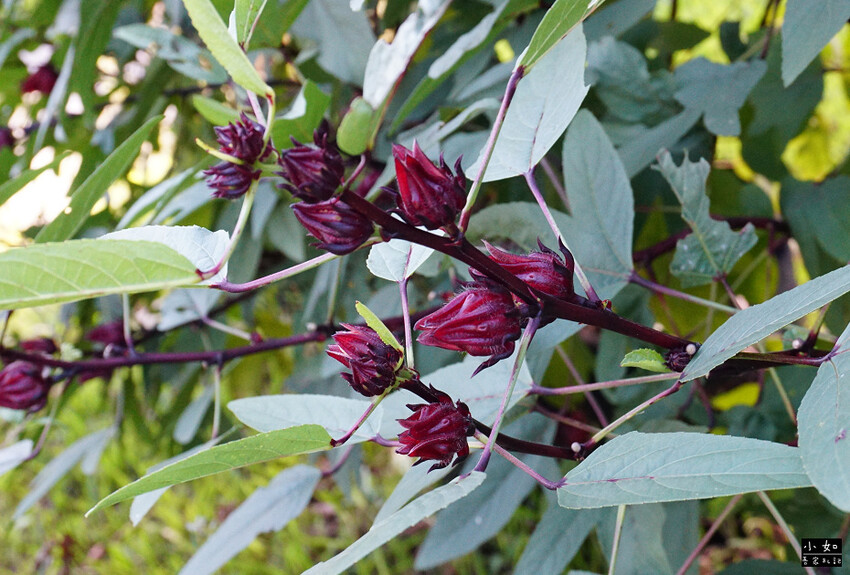 【桃園景點】大有梯田生態公園,觀景台上的綠油梯田美景,旁有小