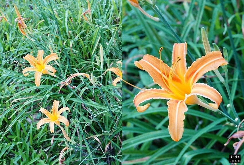 【桃園景點】大有梯田生態公園,觀景台上的綠油梯田美景,旁有小