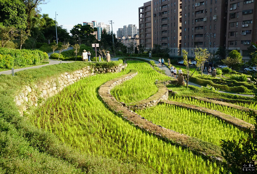 【桃園景點】大有梯田生態公園,觀景台上的綠油梯田美景,旁有小