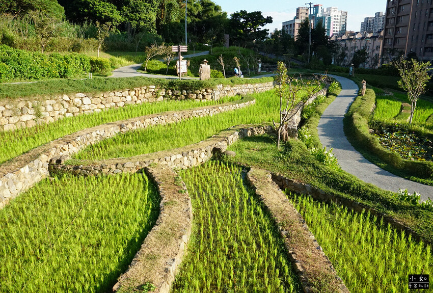 【桃園景點】大有梯田生態公園,觀景台上的綠油梯田美景,旁有小