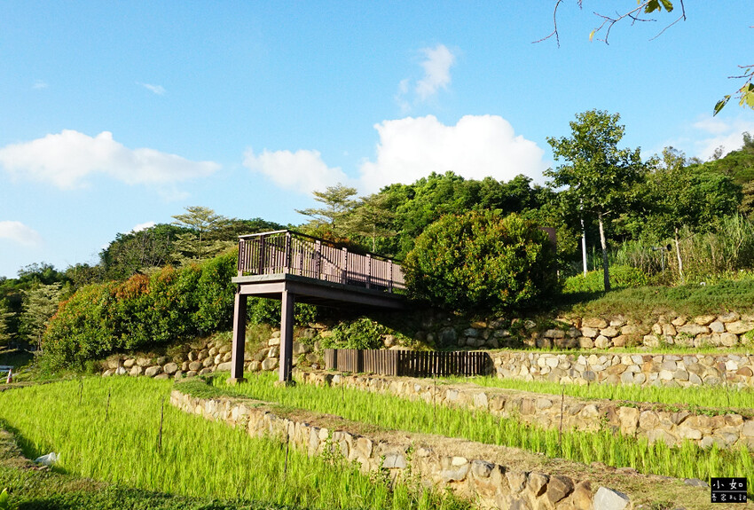 【桃園景點】大有梯田生態公園,觀景台上的綠油梯田美景,旁有小
