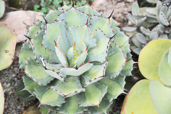 城鄉島遊南投草鞋墩papago，王英信美術館、森田創意料理、