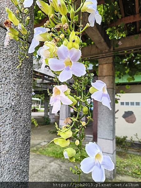 新北板橋／音樂公園連走綠廊