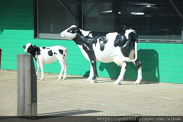 瑪格麗特河谷農場吃冰淇淋 瑪格麗特河谷農場吃冰淇淋
