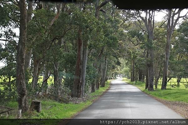 瑪格麗特河谷農場吃冰淇淋 瑪格麗特河谷農場吃冰淇淋
