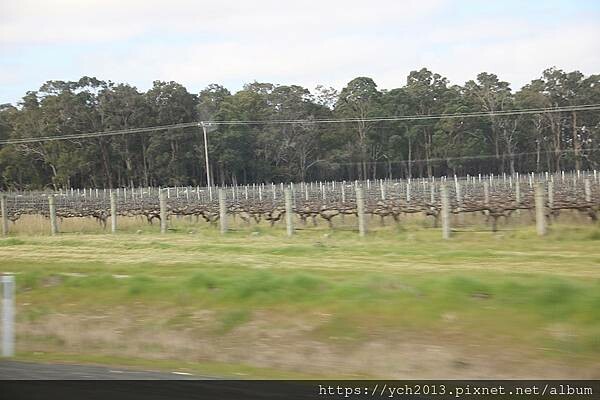 瑪格麗特河谷農場吃冰淇淋 瑪格麗特河谷農場吃冰淇淋