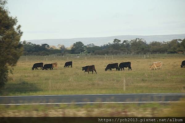 瑪格麗特河谷農場吃冰淇淋 瑪格麗特河谷農場吃冰淇淋