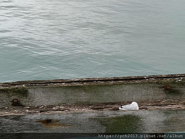 巴瑟爾頓長堤Busselton Jetty搭小火車出海 巴瑟爾頓長堤Busselton Jetty搭小火車出海
