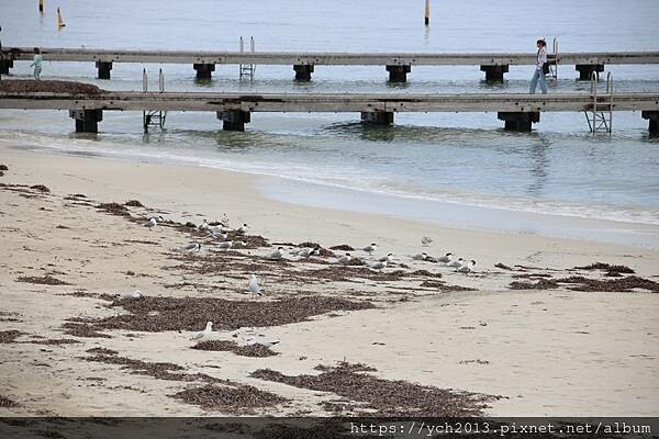 巴瑟爾頓長堤Busselton Jetty搭小火車出海 巴瑟爾頓長堤Busselton Jetty搭小火車出海